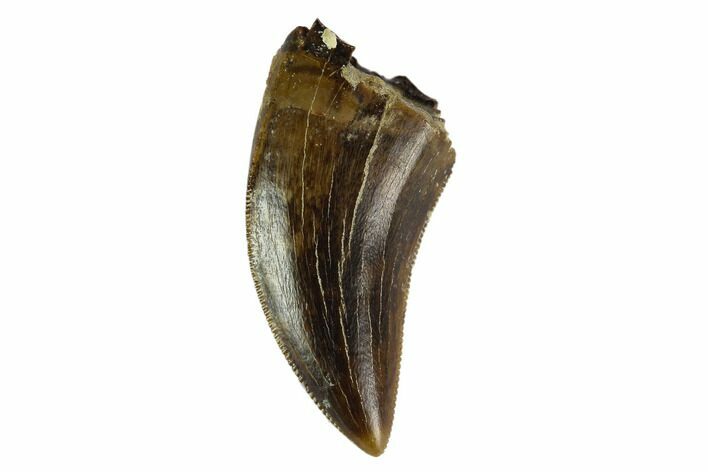 Killer, Theropod Tooth - Judith River Formation #129800